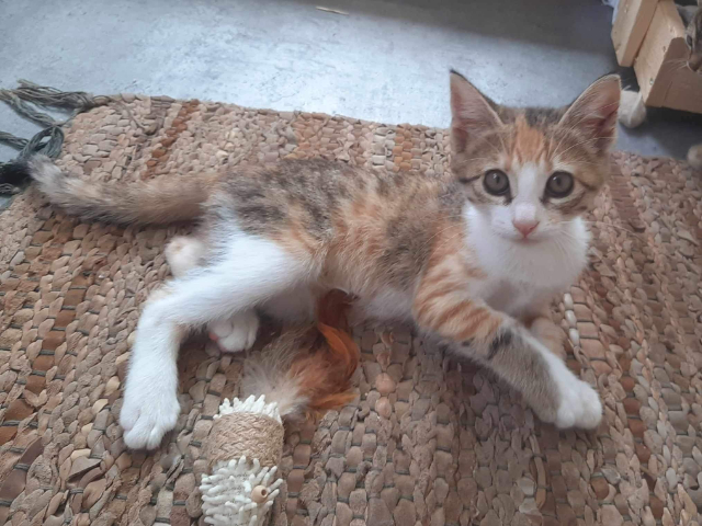 Fellengel_Caramela (6)