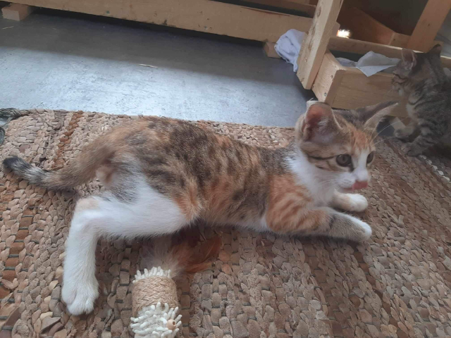 Fellengel_Caramela (7)