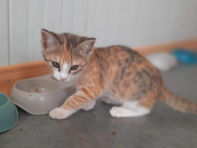 Fellengel_Caramela (9)