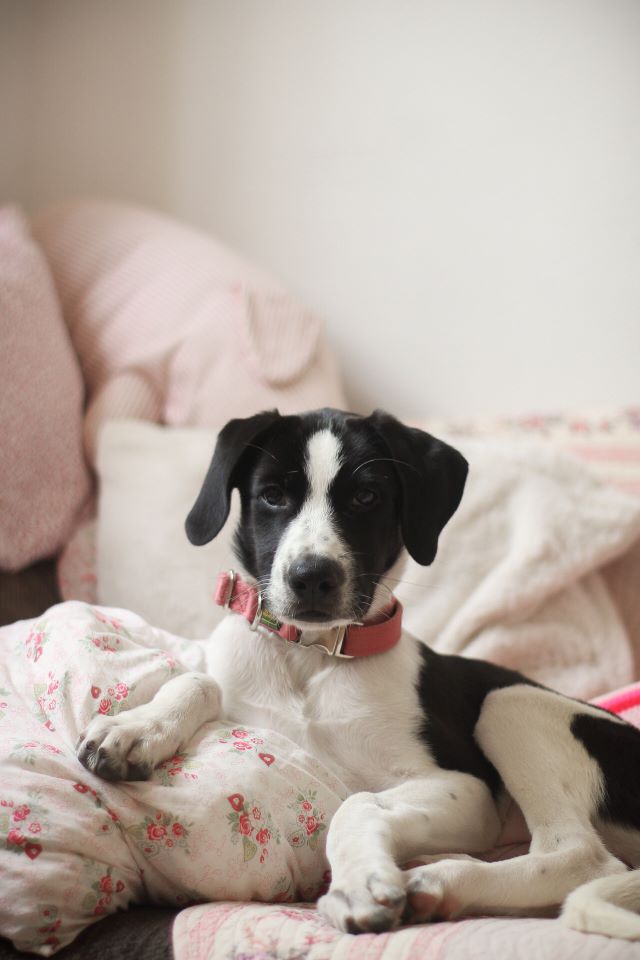 Fellengel_Lily (4)