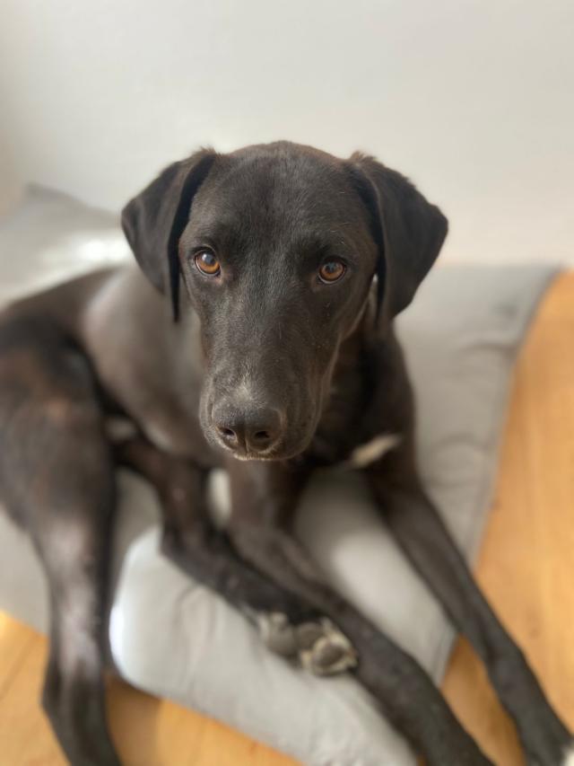 Fellengel_Lucky (1)