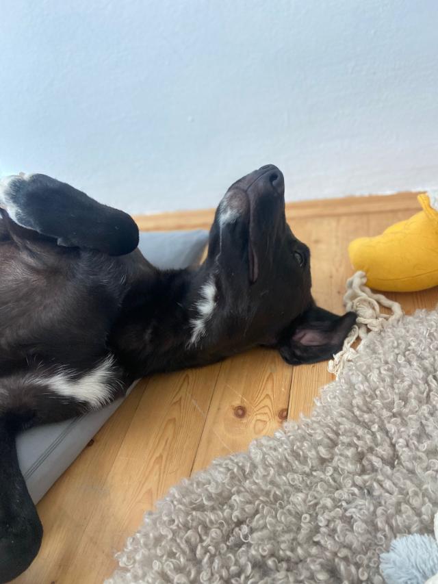 Fellengel_Lucky (12)