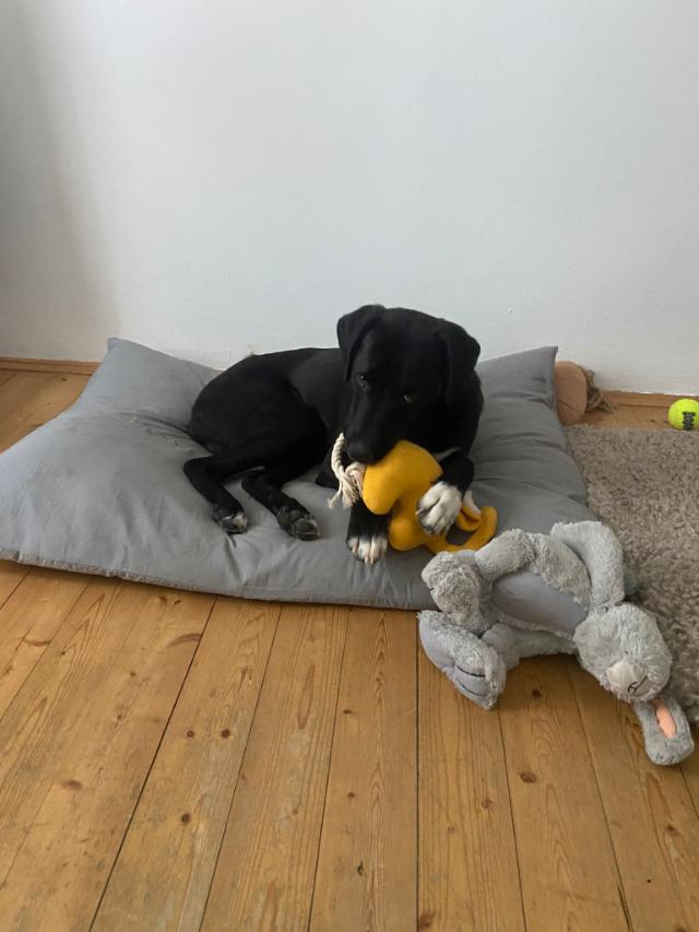 Fellengel_Lucky (7)
