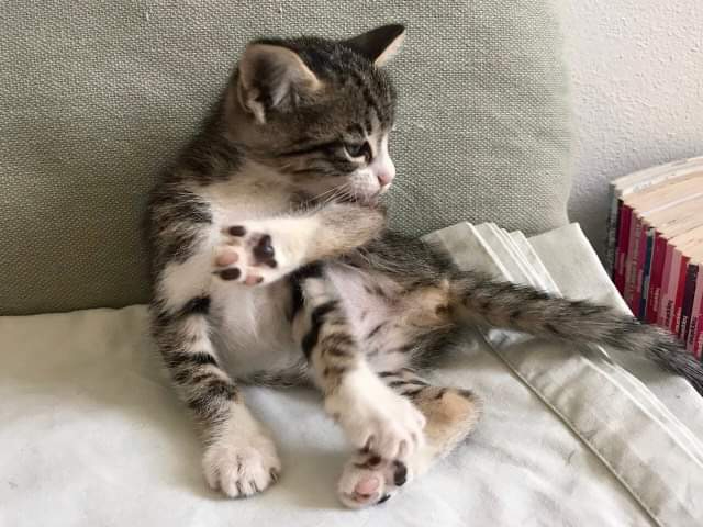 Fellengel_Ashley (1)