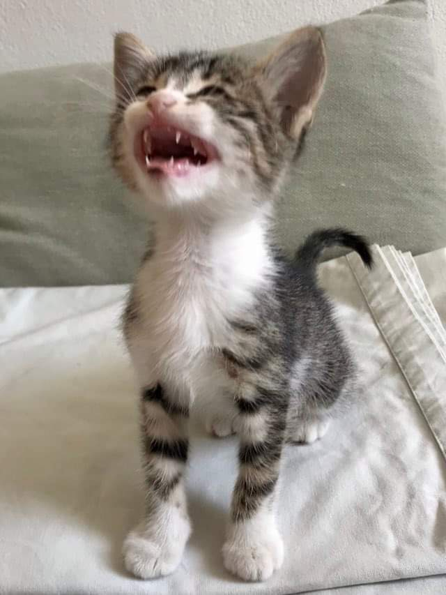 Fellengel_Ashley (2)