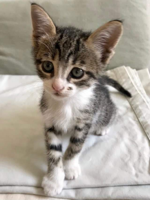 Fellengel_Ashley (3)