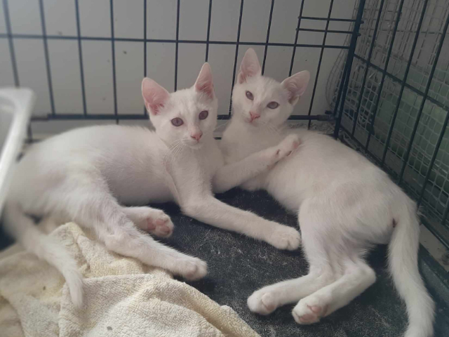 Fellengel_Bernard_Bianca (1)