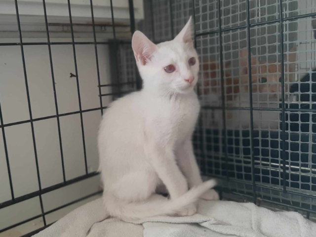 Fellengel_Bernard_Bianca (14)