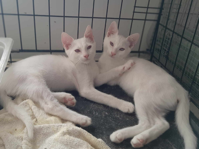 Fellengel_Bernard_Bianca (5)