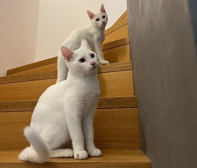 Fellengel_Bernard_Bianca