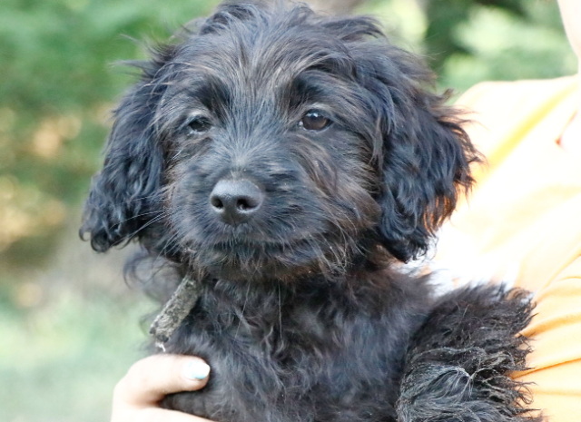 Fellengel_Jacint (1)