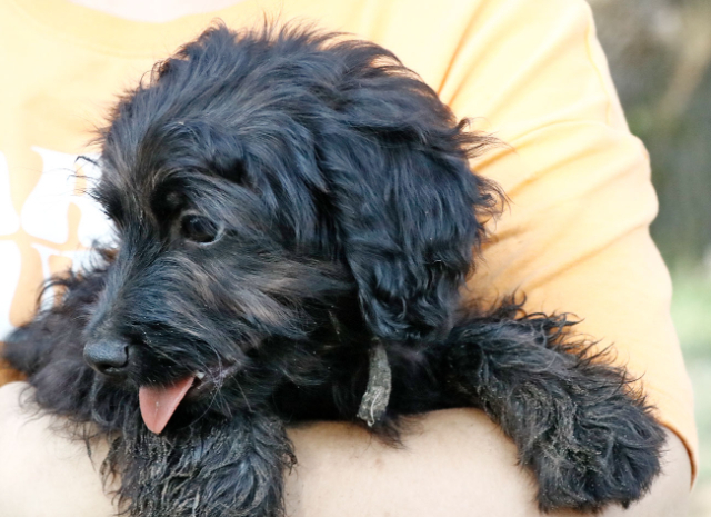 Fellengel_Jacint (10)