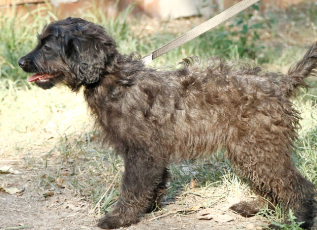 Fellengel_Jacint (11)