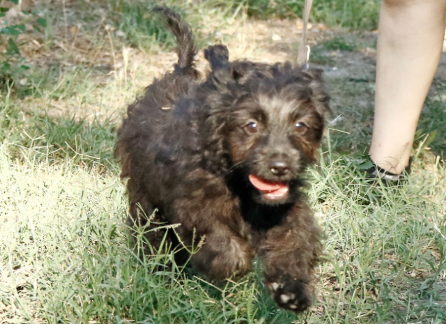 Fellengel_Jacint (12)