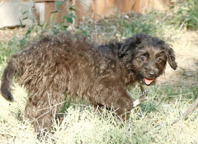 Fellengel_Jacint (13)