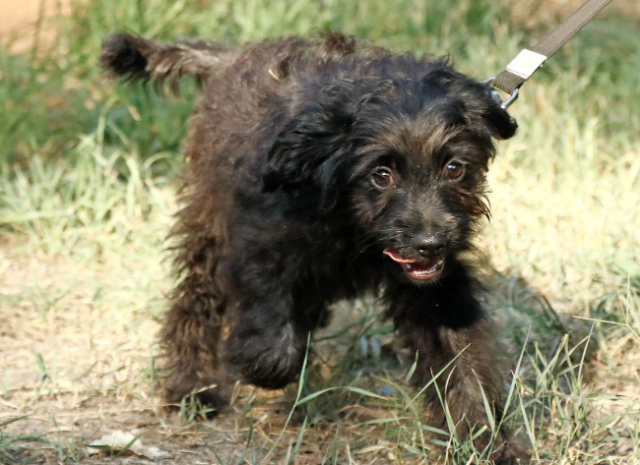 Fellengel_Jacint (14)