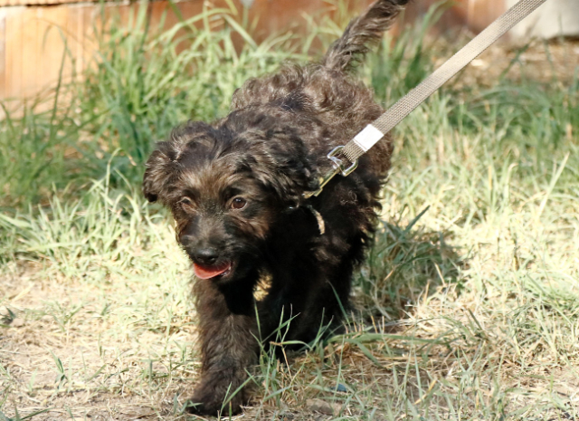 Fellengel_Jacint (15)