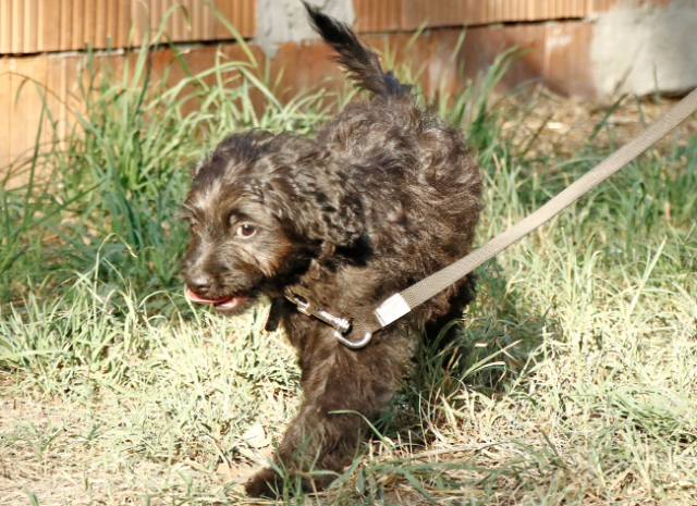 Fellengel_Jacint (16)