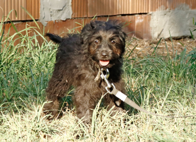 Fellengel_Jacint (17)