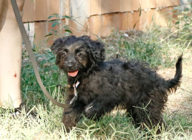 Fellengel_Jacint (18)