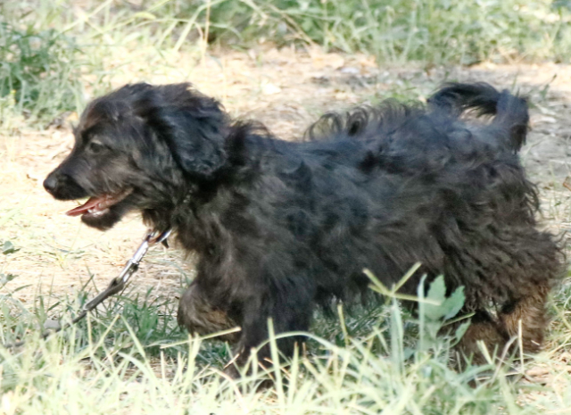 Fellengel_Jacint (19)