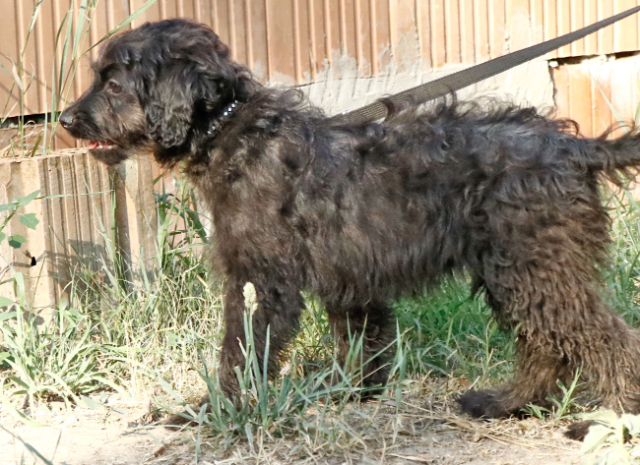 Fellengel_Jacint (20)