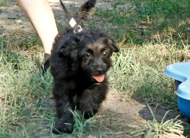 Fellengel_Jacint (21)