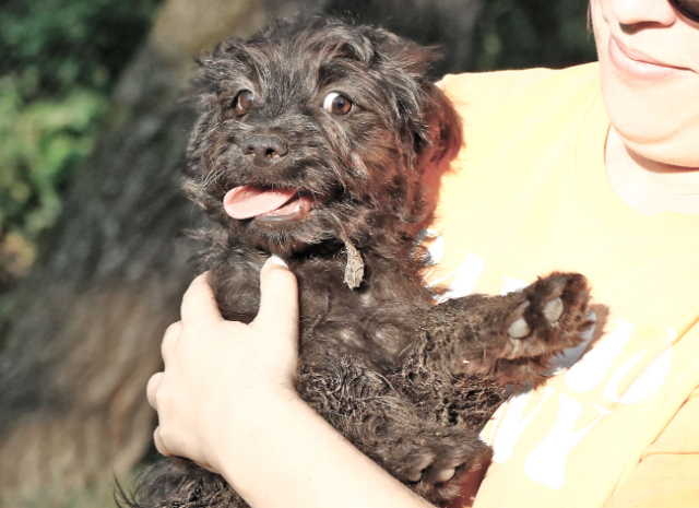 Fellengel_Jacint (3)