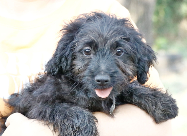 Fellengel_Jacint (4)