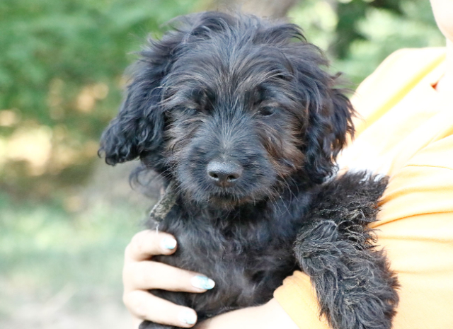 Fellengel_Jacint (6)