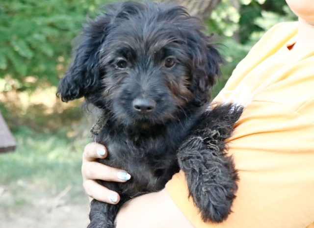 Fellengel_Jacint (7)