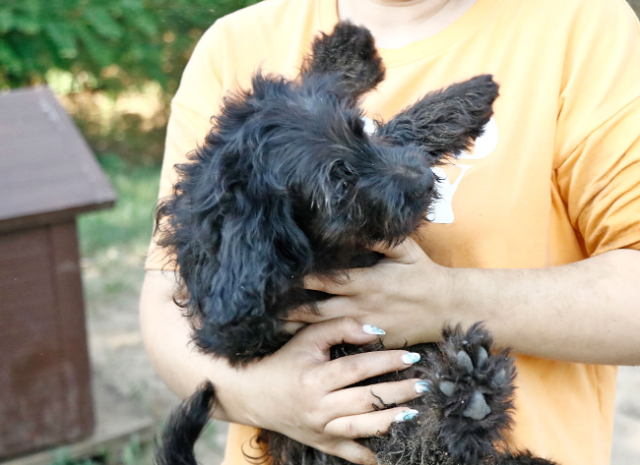 Fellengel_Jacint (8)