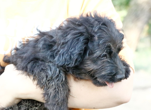 Fellengel_Jacint (9)