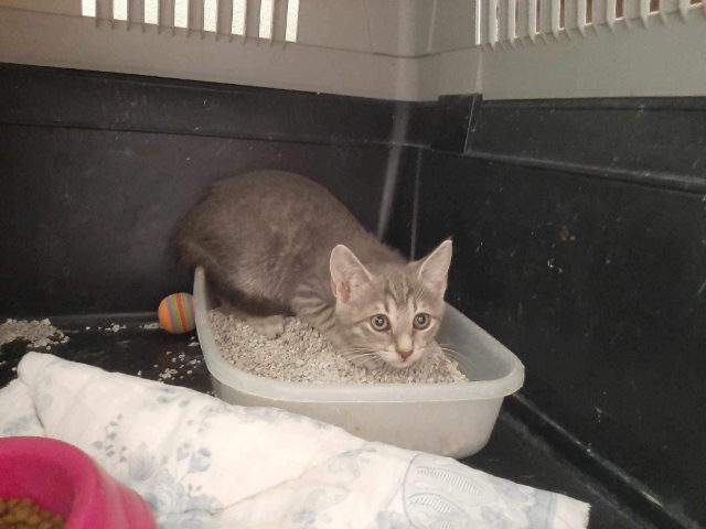 Fellengel_Olivia (1)