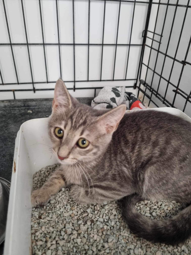 Fellengel_Olivia (3)