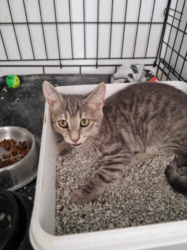 Fellengel_Olivia (4)