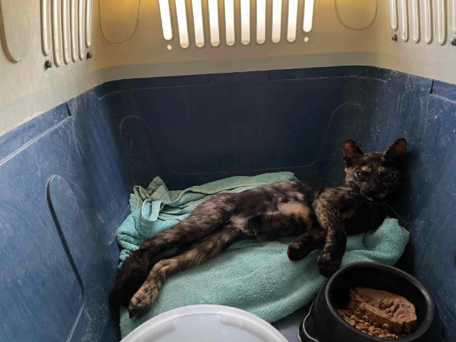 Fellengel_Rachel (1)