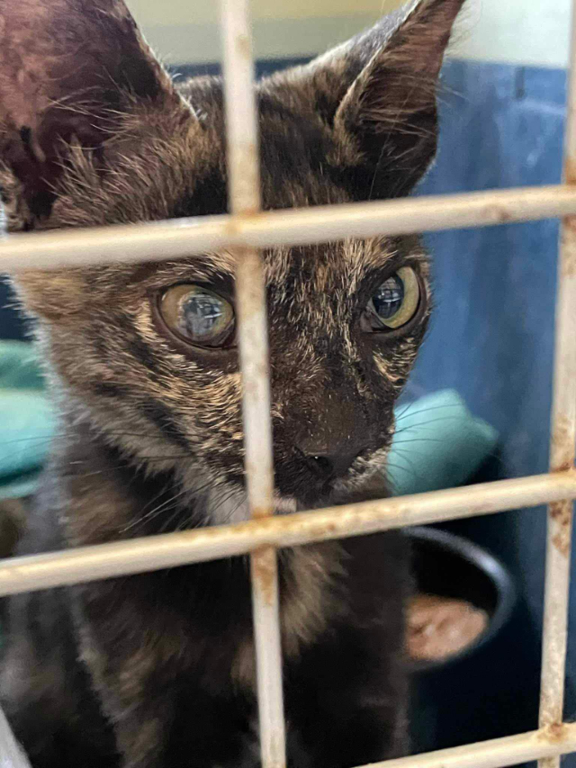 Fellengel_Rachel (2)