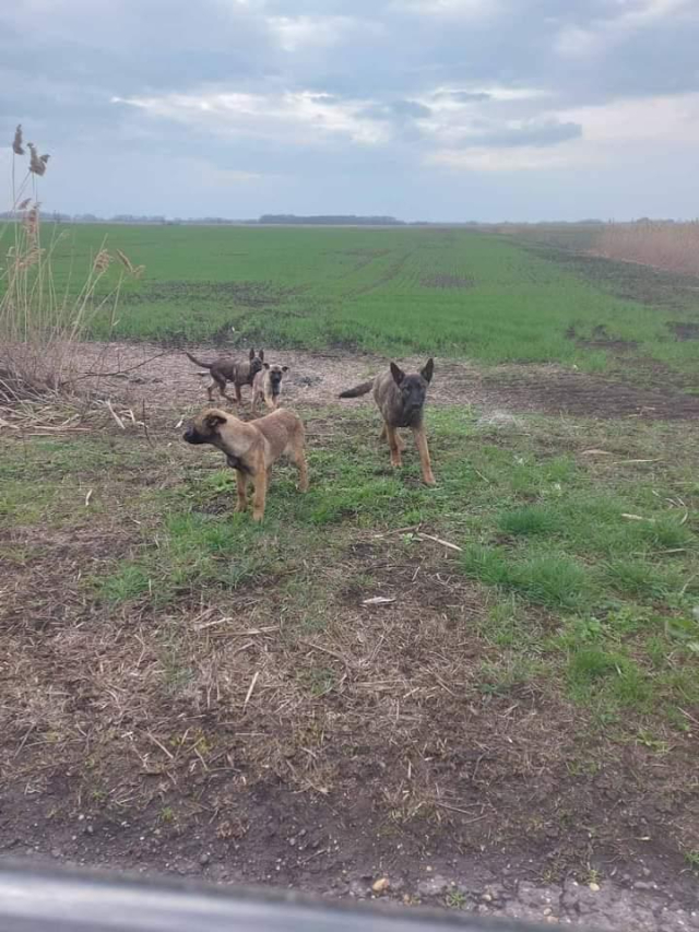 Fellengel_Scarlett (2)