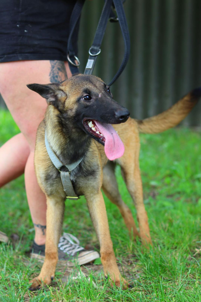 Fellengel_Scarlett (3)