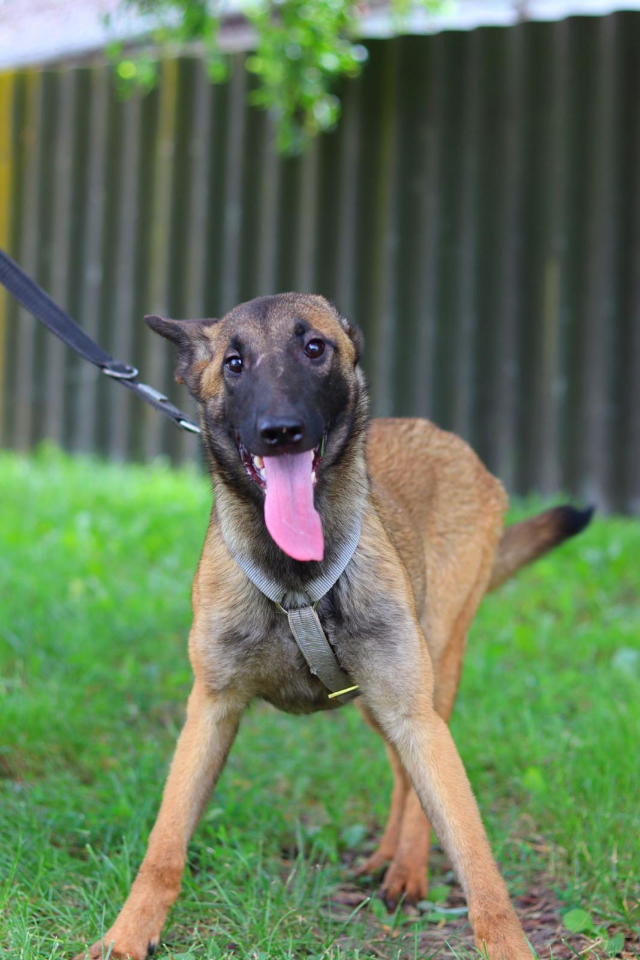 Fellengel_Scarlett (4)