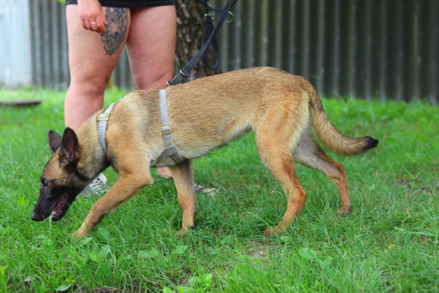 Fellengel_Scarlett (5)