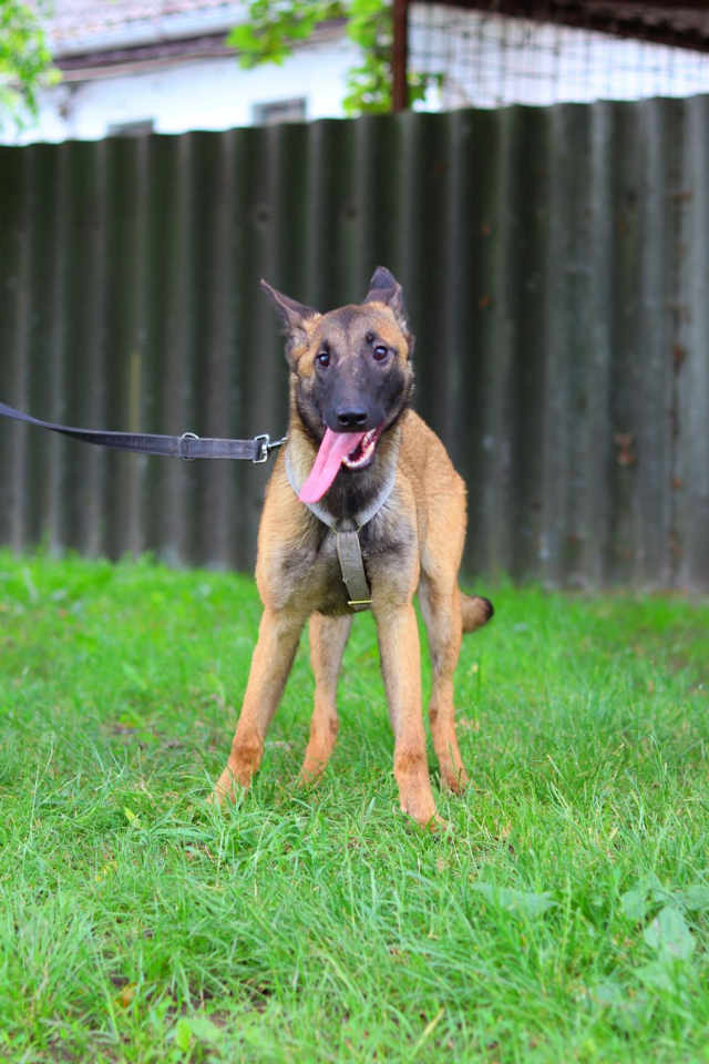 Fellengel_Scarlett (7)