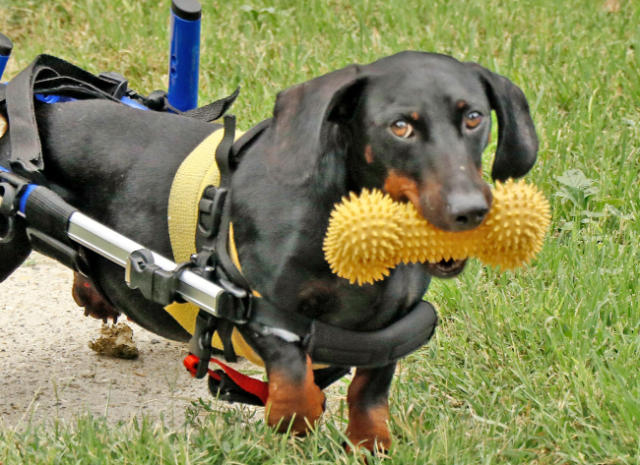 Fellengel_Tacsi (14)