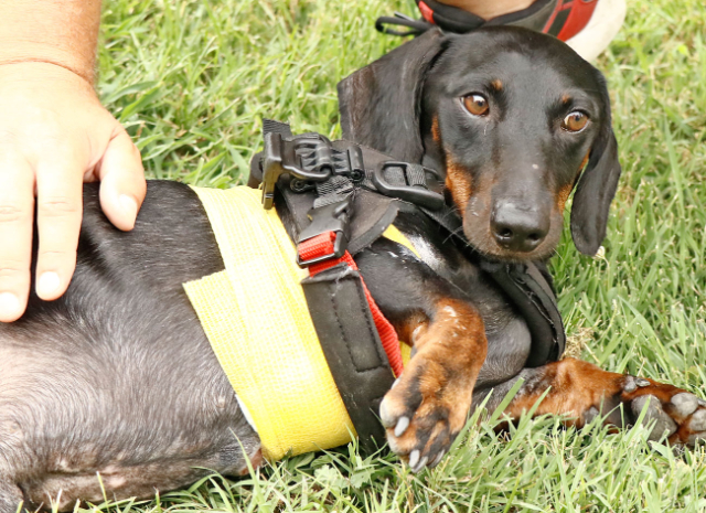 Fellengel_Tacsi (17)