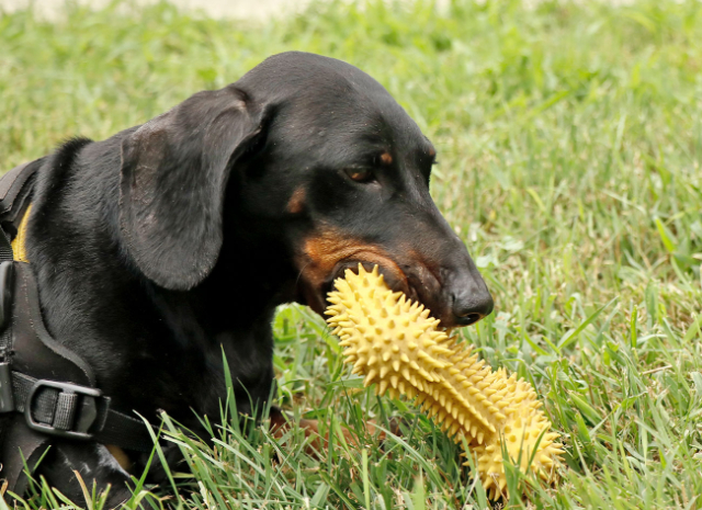 Fellengel_Tacsi (19)