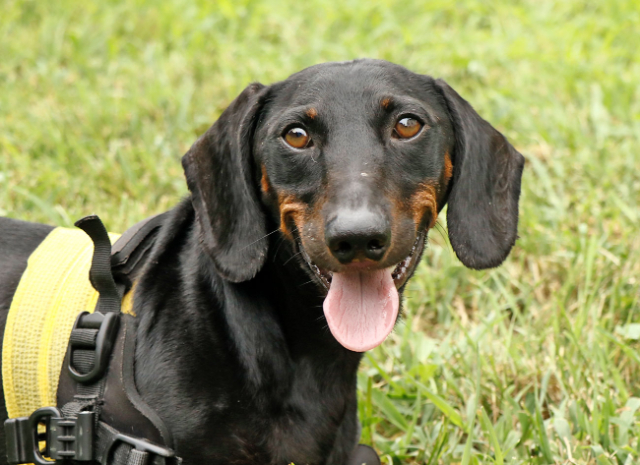 Fellengel_Tacsi (21)