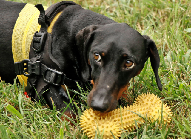 Fellengel_Tacsi (23)