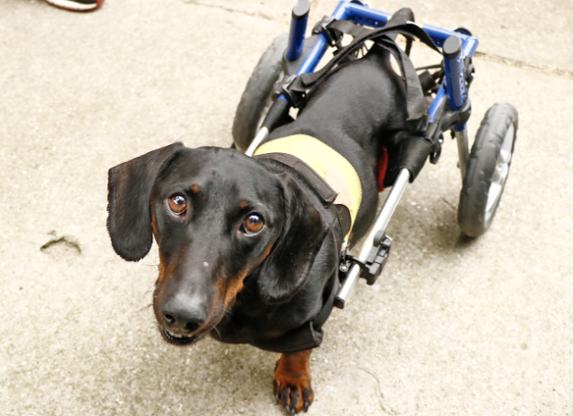 Fellengel_Tacsi (26)