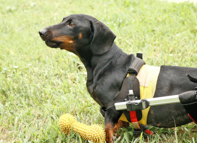 Fellengel_Tacsi (30)